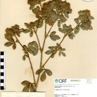 2739 herbarium