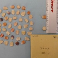 CIMMYTMA 5356 - Reference Inventory.jpg