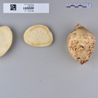 CIP 400051 (root).jpg