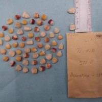 CIMMYTMA 7376 - Reference inventory.jpg