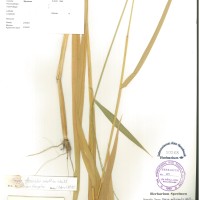 IRGC 100925 Herbarium