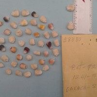 CIMMYTMA 5888 - Reference Inventory.jpg