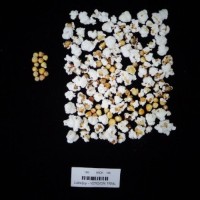 Popped and not popped comparison labeled.jpg