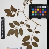 CIP 762326_OCHS 15565_01.jpg