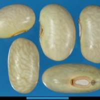 G24490C seed.jpg