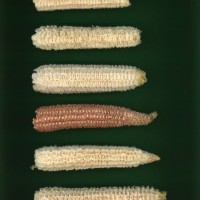 CIMMYTMA 7332 SONO 156 AF21A 0903 13 C2870 _compress.jpg