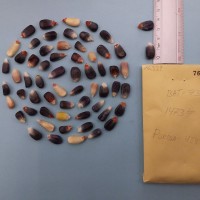 CIMMYTMA 7633 - Reference inventory.jpg