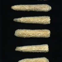 CIMMYTMA 25704 ARZM 17 015 AF18A-0903-181 C.jpg