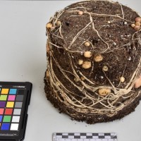 CIP765929_RPSP 253_Tb.JPG