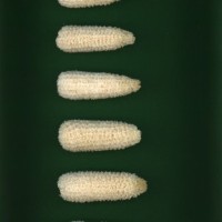 CIMMYTMA 3198 CHOC 339 AF23A-0903-92 C.jpg