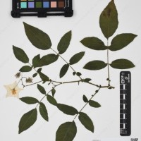 CIP 760259_HHCH 4562_05.jpg