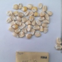 CIMMYTMA 1980 - Reference Inventory.jpg