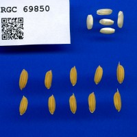 IRGC 69850 Seed Photo