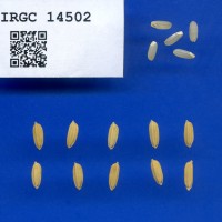 IRGC 14502 Seed Photo