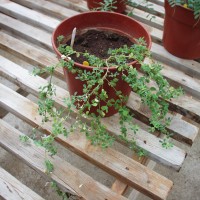 Medicago laciniata 7563-c.JPG