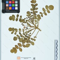 CIP 761129 herbarium