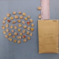 CIMMYTMA 7231 - Reference inventory.jpg