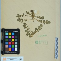 CIP 760225 herbarium