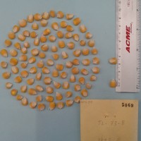 CIMMYTMA 5069 - Reference Inventory.jpg