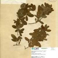 3956 herbarium