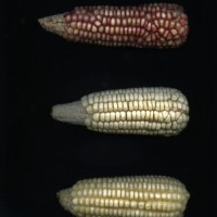 CIMMYTMA 938 NICA 110 AF18A-0903-82 E1.jpg