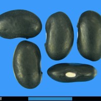 G16266 seed.jpg