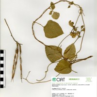 24064 herbarium
