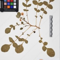 CIP 761455_OCH 12093_01.jpg