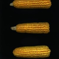 CIMMYTMA 5002 BRAZ 2162 AF20A-0903-71 E.jpg