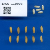 IRGC 110908 Seed Photo
