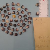 CIMMYTMA 5949 - Reference Inventory.jpg