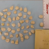 CIMMYTMA 5354 - Reference Inventory.jpg