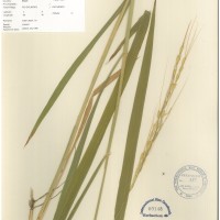 IRGC 100971 Herbarium