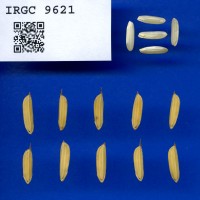 IRGC 9621 Seed Photo