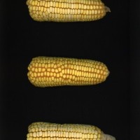 CIMMYTMA 7802 BRAZ 2237 AF22A-0903-92 E1_compress.jpg