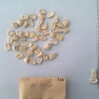 CIMMYTMA 749 - Reference Inventory.jpg