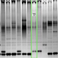 PTR1 gel