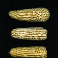 CIMMYTMA 24597 MEXI 679 TC24U-2903-193 E.jpg