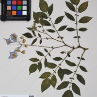 CIP 760025_OCH s.n.01_02.jpg