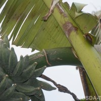 6.4.5 - Peduncle hairiness