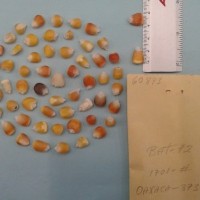 CIMMYTMA 6089 - Reference Inventory.jpg