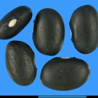 G1924 seed.jpg