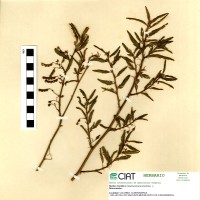 17545 herbarium