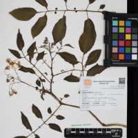 CIP 761064_OCHS 15528_04.jpg