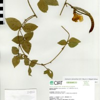 24122 herbarium