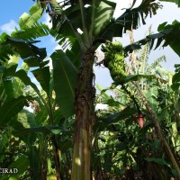 6.4.6 - Bunch position