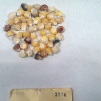 CIMMYTMA 3776 - Reference Inventory.jpg