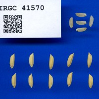 IRGC 41570 Seed Photo