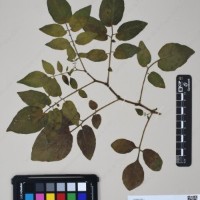 CIP 762326_OCHS 15565_05.jpg