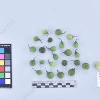 CIP 760511_HAM 88_scr_B_2024.jpg